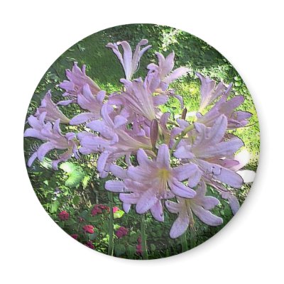 Resurrection Lily Refrigerator Magnet by skywatcher
