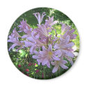 Resurrection Lily magnets by skywatcher Resurrection Lily magnets