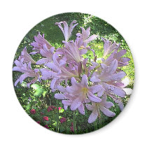 Resurrection Lily magnets by skywatcher Resurrection Lily magnets