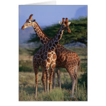 Reticulated Giraffe 2 Greeting Cards