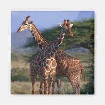 Reticulated Giraffe 2 Magnets