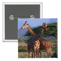 Reticulated Giraffe 2 Pinback Button