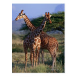 Reticulated Giraffe 2 Post Card
