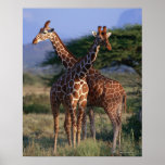 Reticulated Giraffe 2 Poster