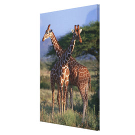 Reticulated Giraffe 4 Stretched Canvas Prints