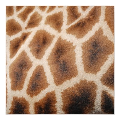 Buy announcements gifts invitations - Reticulated Giraffe Pattern Wild Animal Print Gift Announcement (10...