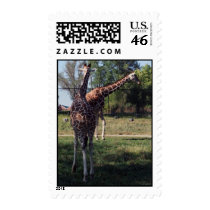 Reticulated Giraffes Medium Postage Stamps stamps