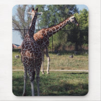 Reticulated Giraffes Mousepad mousepads