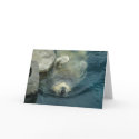 Retired Polar Bear cards