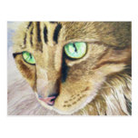 Retrato del gato tarjetas postales