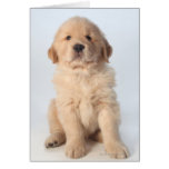 Retrato del perrito viejo de seis semanas del gold felicitacion 