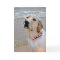 Retriever for Father's Day Cards