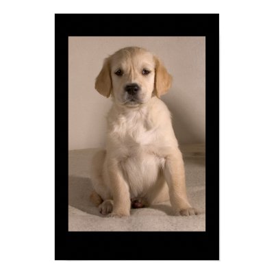 Retriever Puppy Print by cARTerART