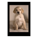 Retriever Puppy posters by cARTerART Retriever Puppy posters
