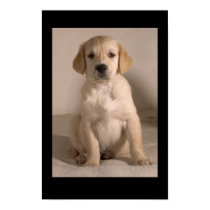 Retriever Puppy posters by cARTerART Retriever Puppy posters