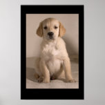 Retriever Puppy Print