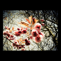 Retro effect cherry tree blossom posters
