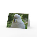 Return of the almond muncher! cards
