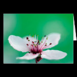 Reveil cards