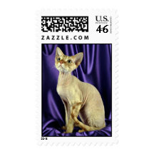 Rex, Devon, red tabby Stamp