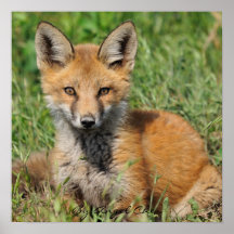 Rez completo bonito rojo del Fox, por el ángel Che Impresiones