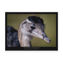 Rhea americana - Greater Rhea 01 Postcards