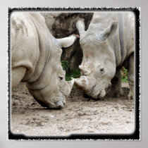 rhino13_10x10 print