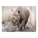 Rhino 1 Poster posters