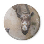 Rhino at the San Antonio Zoo magnets