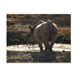 Rhino, back view post cards