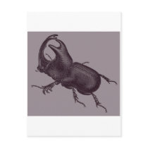 Rhino Beetle, Scarabeus Chorinaeus Post Cards