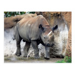 rhino black4x6 postcard