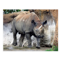 rhino black4x6 postcards