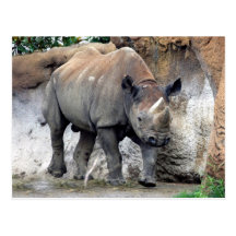 rhino black4x6 postcard