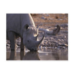 Rhino drinking at a watering place postcards