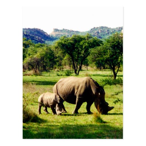 rhino family post card