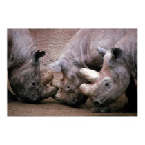 Rhino Group posters by MuseMagic Rhino Group posters