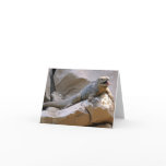 Rhino Iguana Note Cards