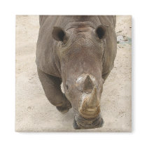 Rhino magnets