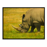 Rhino Photo Postcard
