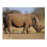 Rhino Post Card