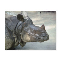 Rhino postcards