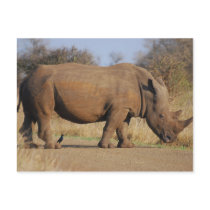 Rhino Post Card