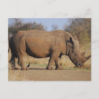 Rhino Post Card