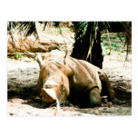 Rhino Postcard