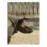 Rhino Postcard!