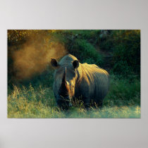 Rhino rhinoceros prints, images, pictures, photos