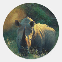 Rhino stare round sticker