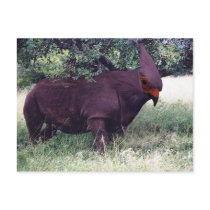 Rhinobird postcard