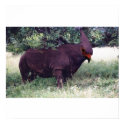 Rhinobird poster posters